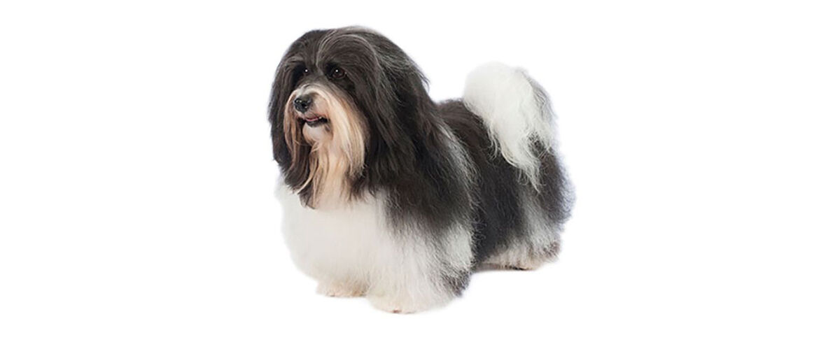 Havanese puppy
